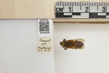 Media type: image;   Entomology 790183 Aspect: Labels